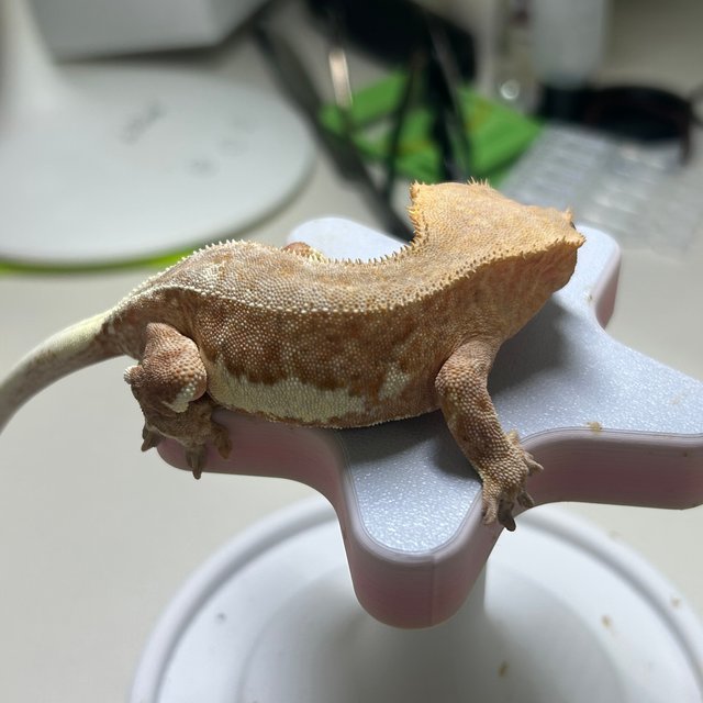 레드 팬텀 릴리화이트