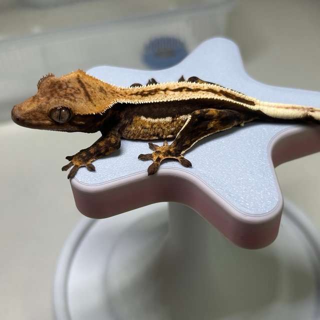 노멀 슈퍼스트라이프 풀핀 쿼드