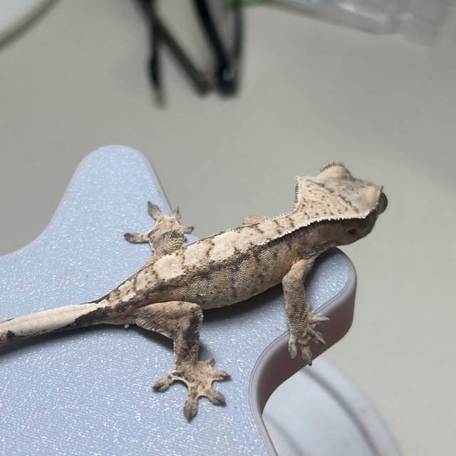 노멀 드리피 화이트스팟