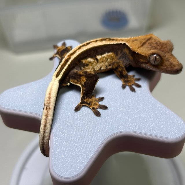 노멀 슈퍼스트라이프 풀핀 쿼드