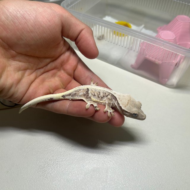 트라이 릴리화이트