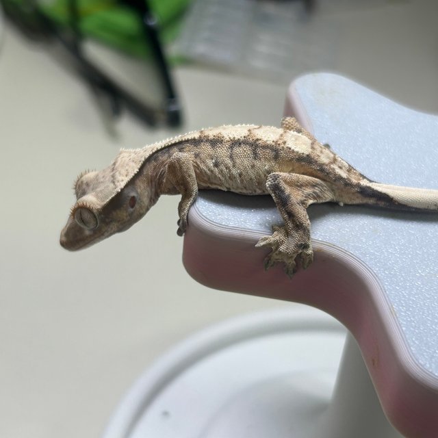 노멀 드리피 화이트스팟