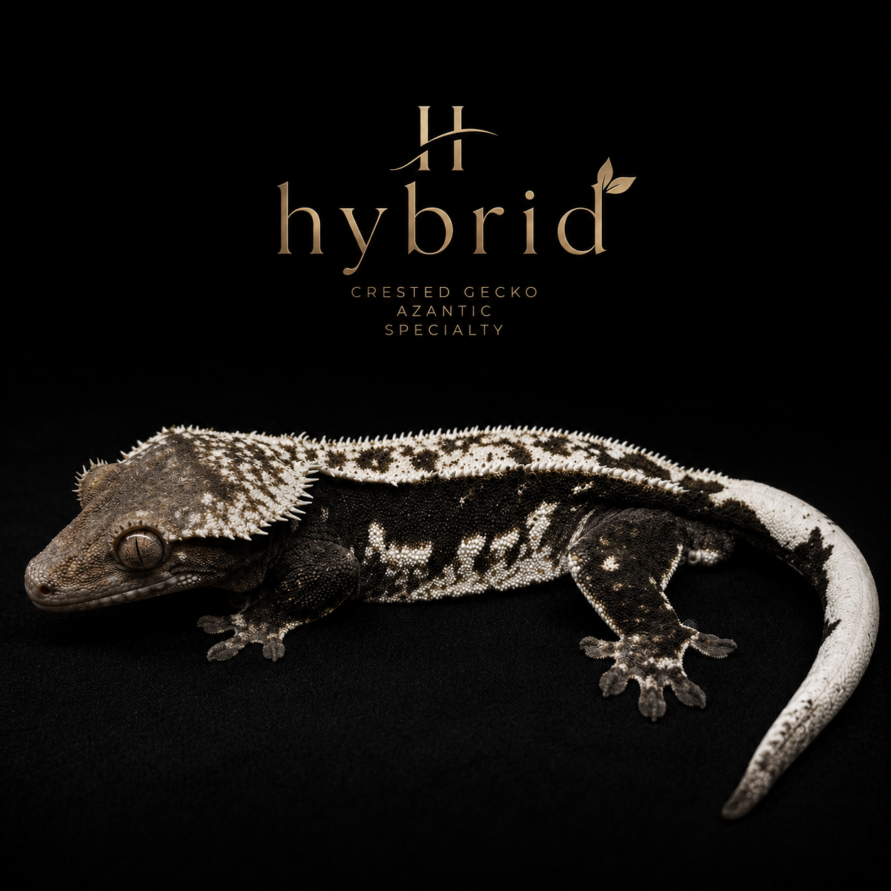 hybreed