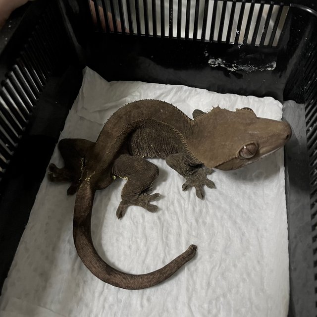 100%헷아잔틱 다크 벅스킨