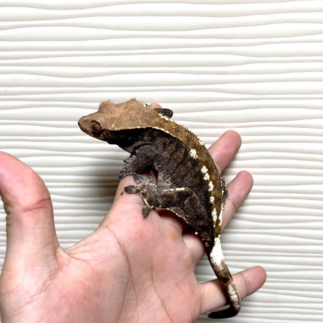 카푸치노