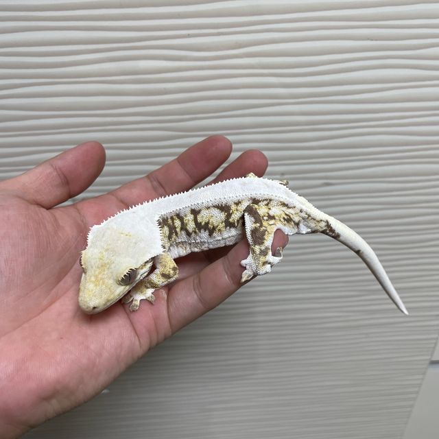 릴리화이트 트라이 화이트스팟 화이트 화이트핀