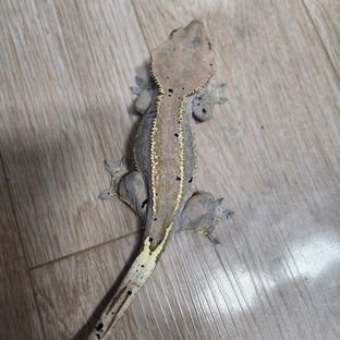커피