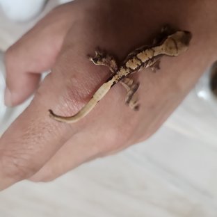 익스트림할리퀸