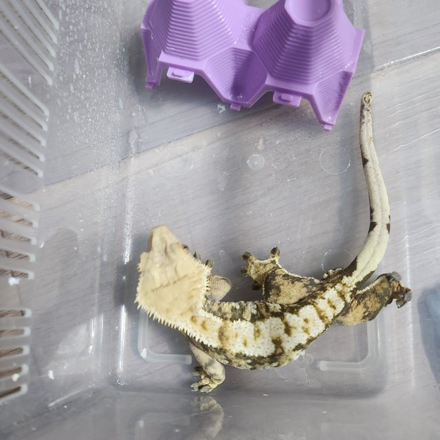 익스트림할리퀸