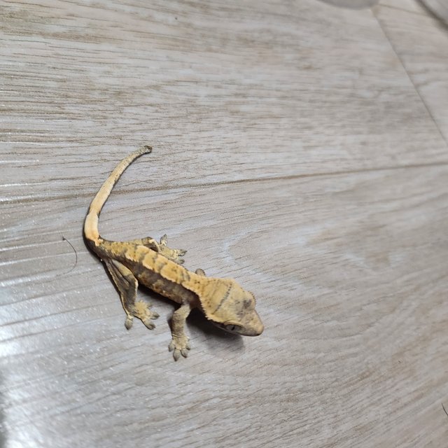 익스트림할리퀸