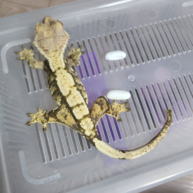 익스트림할리퀸