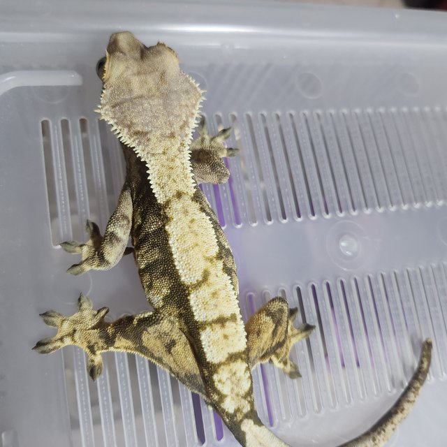 익스트림할리퀸