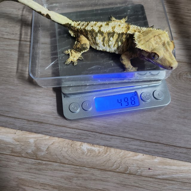 익스트림할리퀸