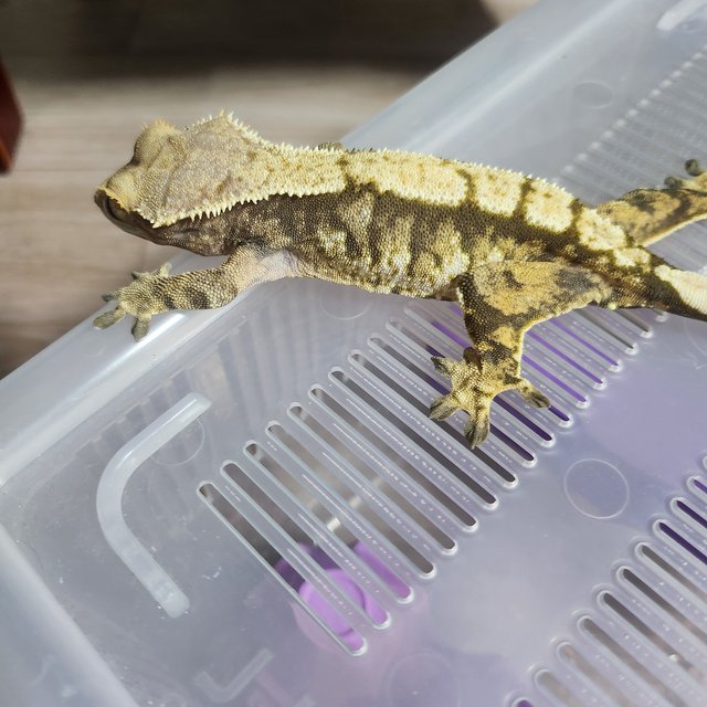 익스트림할리퀸