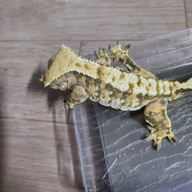 익스트림할리퀸