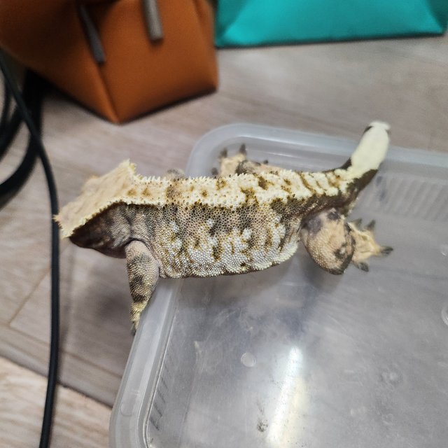 익스트림할리퀸