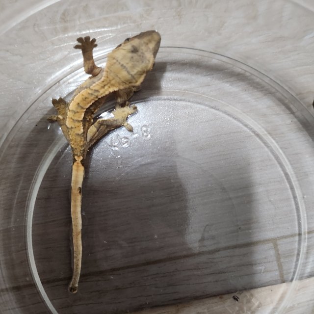 익스트림할리퀸