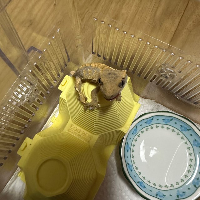 노멀 카푸치노 할리퀸