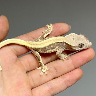 릴리100%헷아잔틱