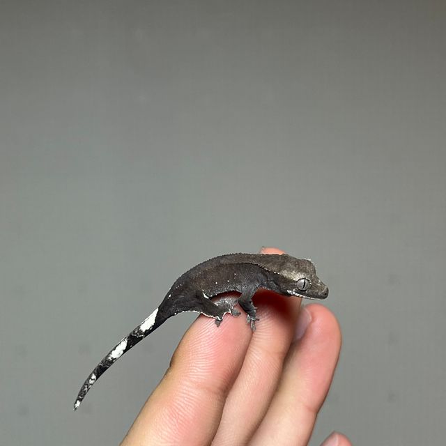 아잔틱