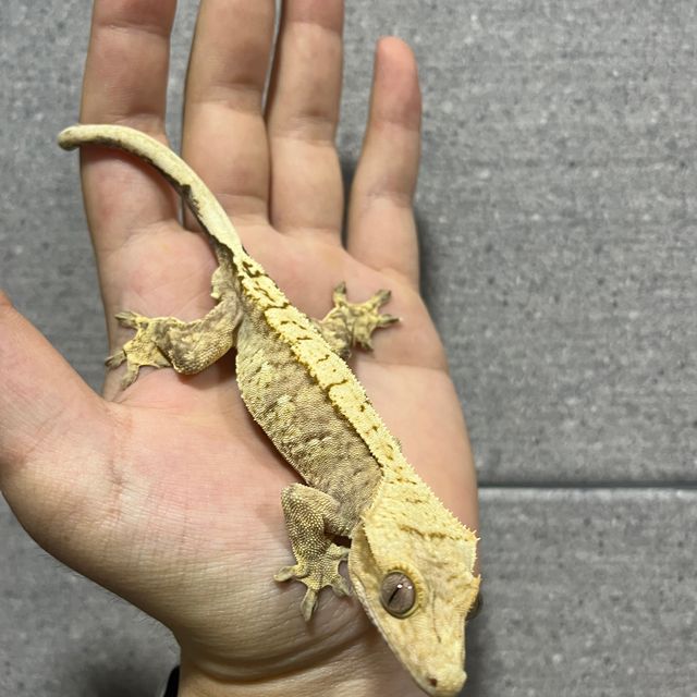 100%헷아잔틱