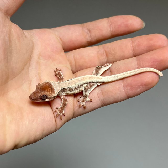 릴리화이트 초초