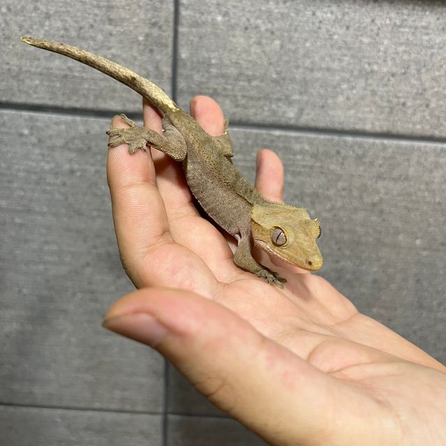 100%헷아잔틱