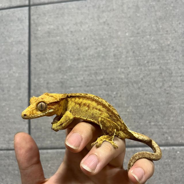 팬텀 크림시클