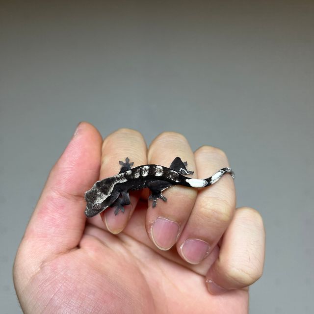 아잔틱