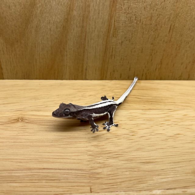 릴잔틱