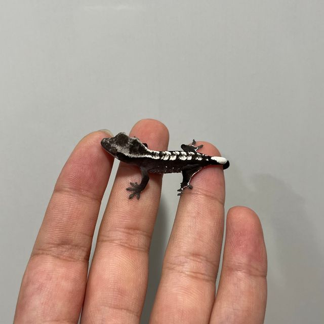 아잔틱
