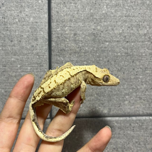 100%헷아잔틱