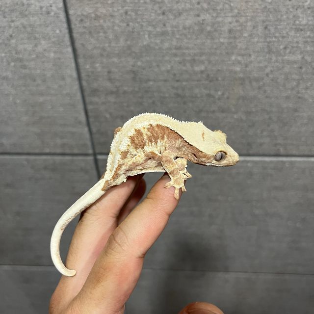 릴리100%헷아잔틱