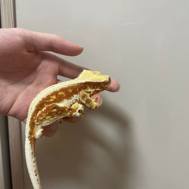 릴리화이트 레드
