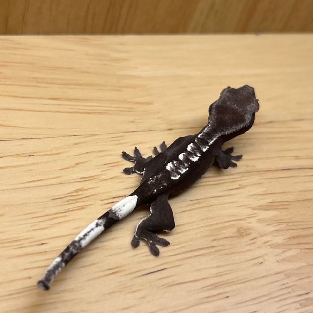 아잔틱