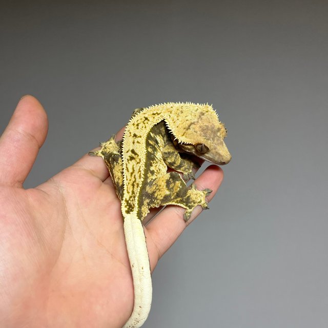 풀핀 트라이 노멀