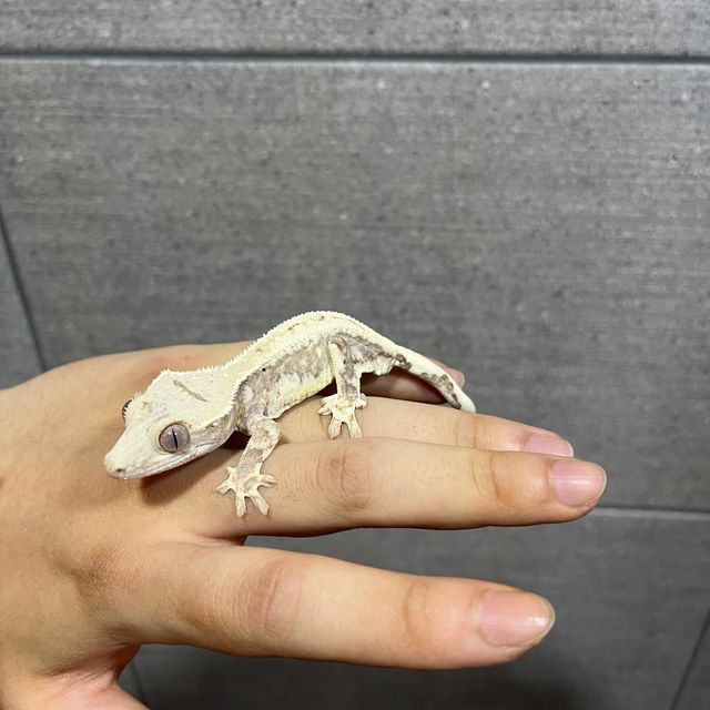 릴리100%헷아잔틱