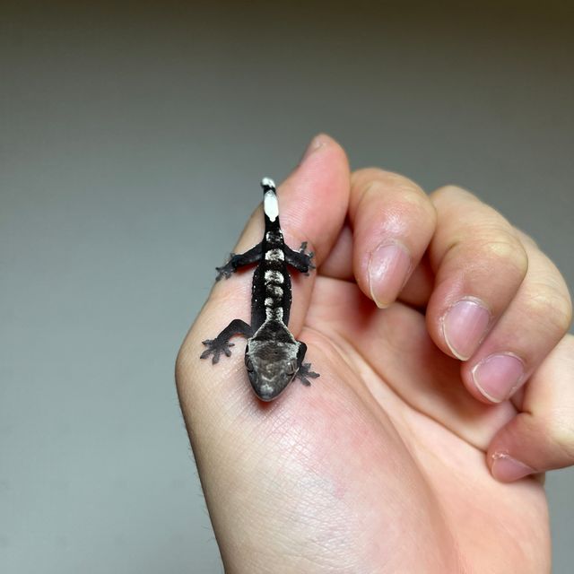 아잔틱