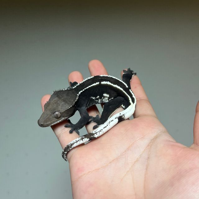 아잔틱
