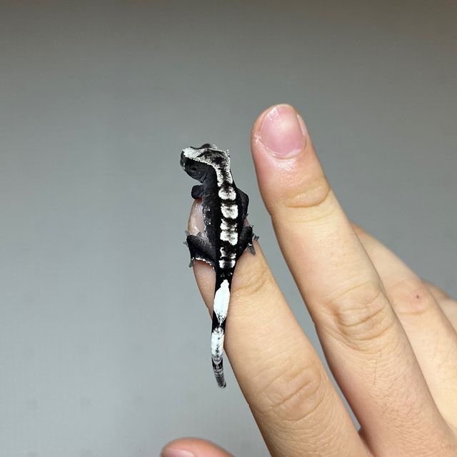 아잔틱