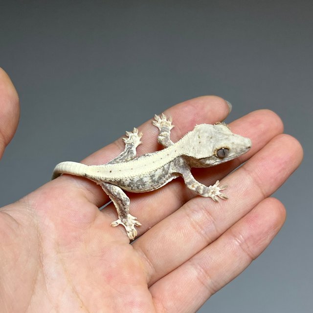 릴리100%헷아잔틱