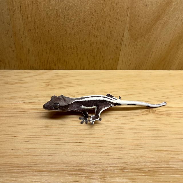 릴잔틱