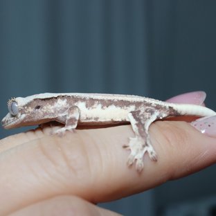 릴리화이트 레드