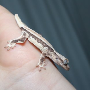 릴리화이트 쿼드