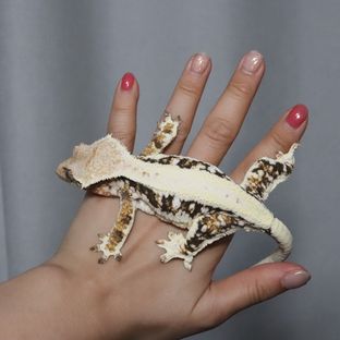 병아리