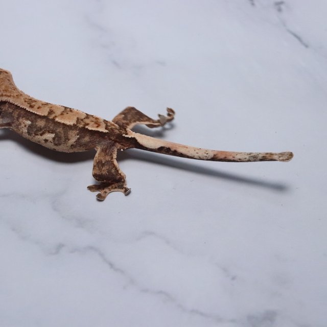 노멀 익스트림할리퀸 트라이