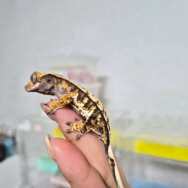 노멀 트라이 익스트림할리퀸