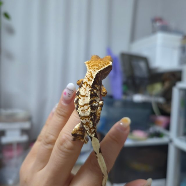 노멀 트라이 익스트림할리퀸