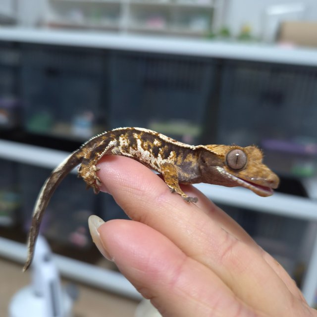 노멀 트라이 익스트림할리퀸