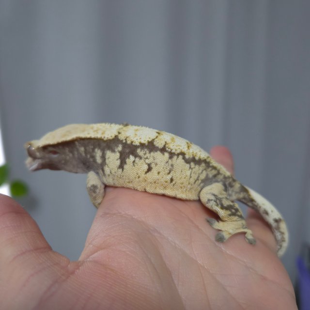 노멀 드리피 익스트림할리퀸